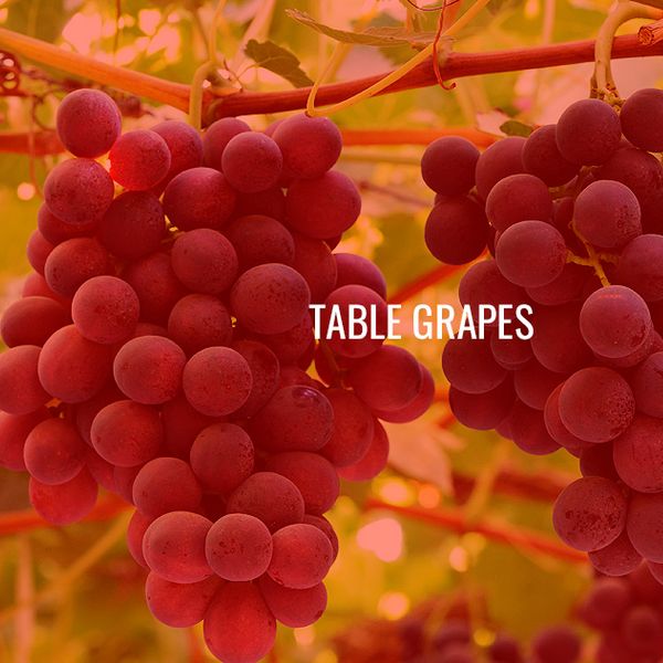 Table Grapes