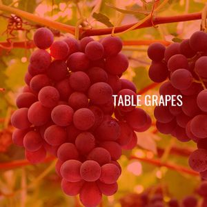 Table Grapes