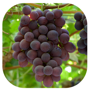 RED SEEDLESS GRAPES
