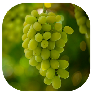 SPECIALTY GRAPES