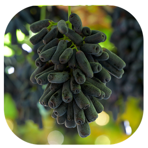 BLACK SEEDLESS GRAPES
