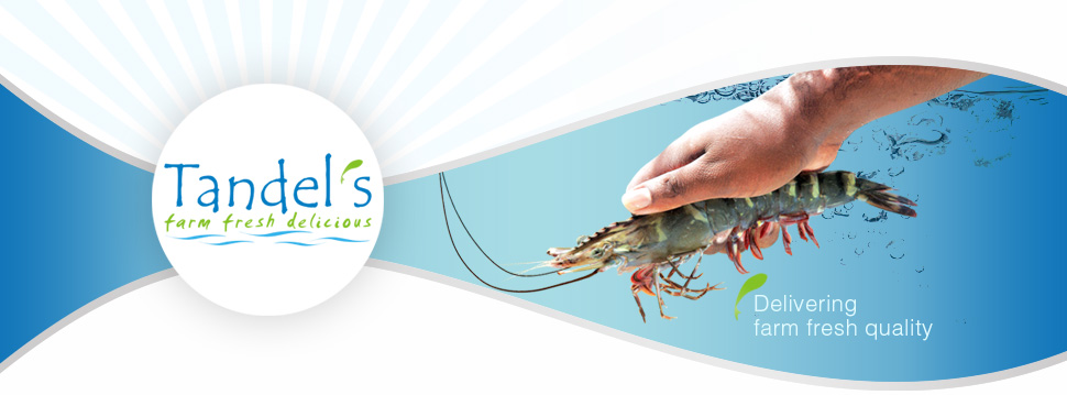 fresh shrimps