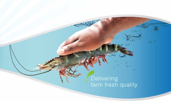 fresh shrimps
