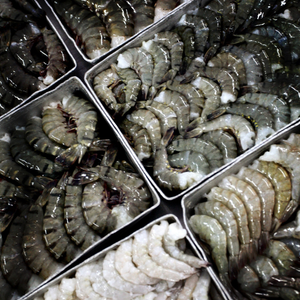 shrimp