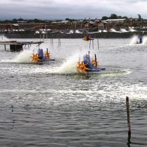 Shrimp farm
