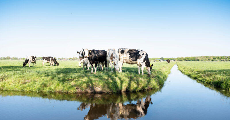 Dairy Products