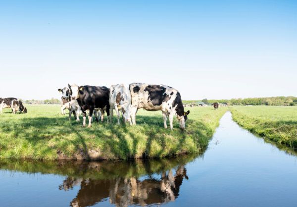 Dairy Products