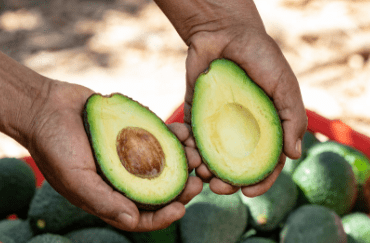 Avocado