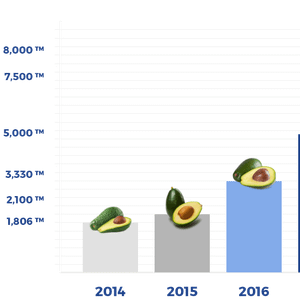 Avocado