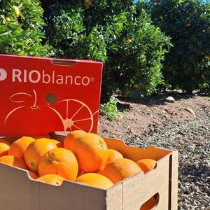 Oranges