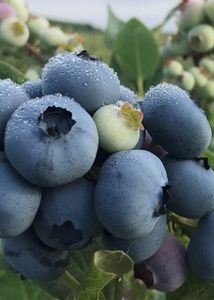 Blueberries