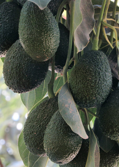 Avocado