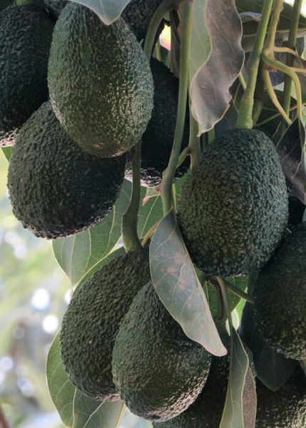 Avocado