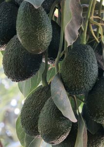 Avocado
