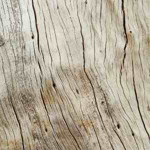 Arjuna Bark