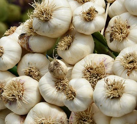 Dehydrated garlic (Bulk Packaging)