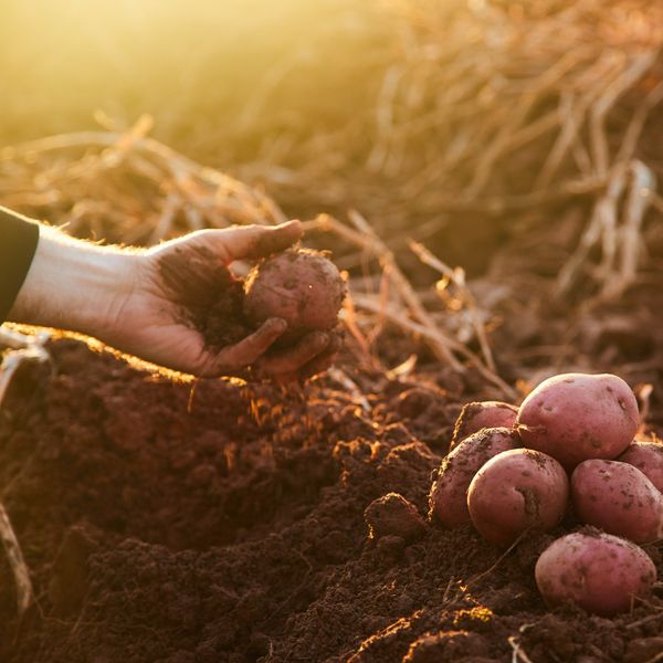 Fresh Potatoes