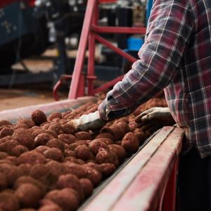 Processing Potatoes