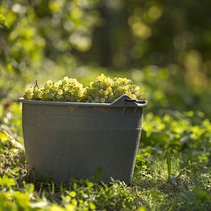 Grapes
