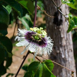 Passion fruit