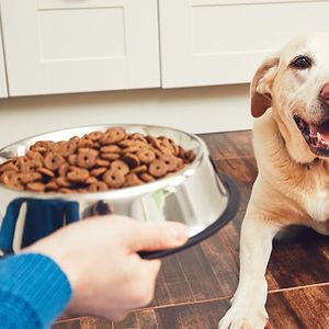 Pet Food Manufacturing Equipment