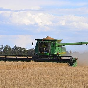 Grain