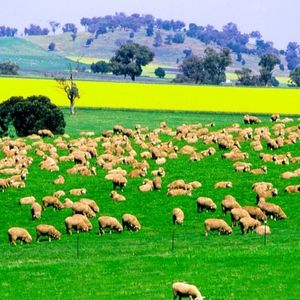 Lamb and sheep meat products