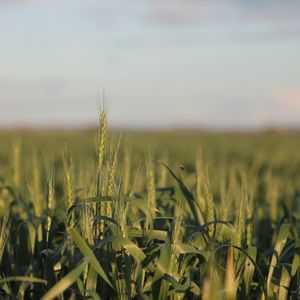 Grain