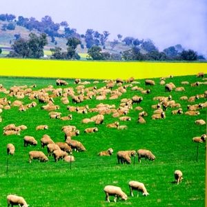 Lamb