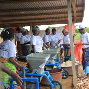 cocoa beans, coffee, maize, and cashew nuts