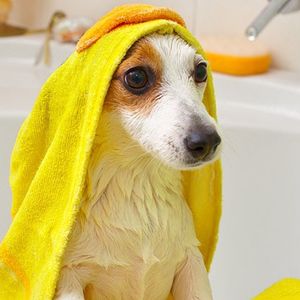 Pet Supplies