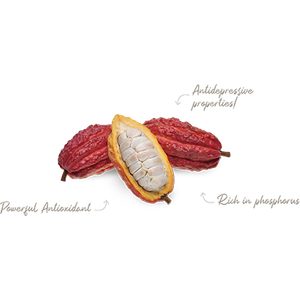 Cacao