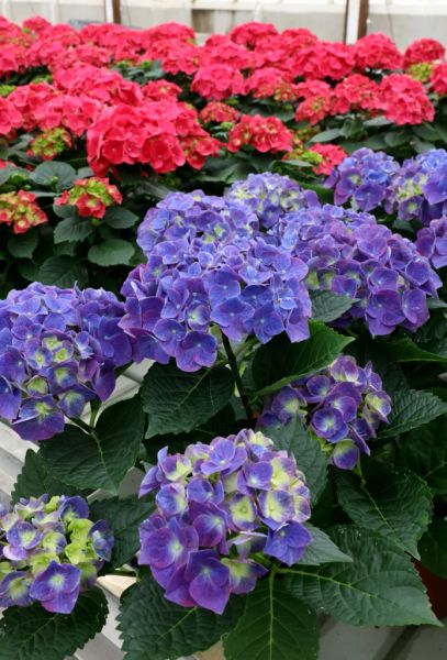 Blooming