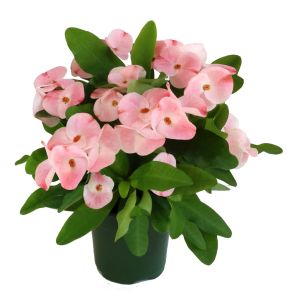 Euphorbia