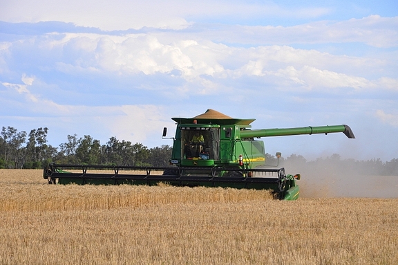 Grain