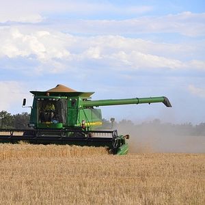 Grain