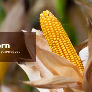 Corn