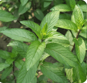 Local Mint