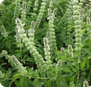 Local Basil