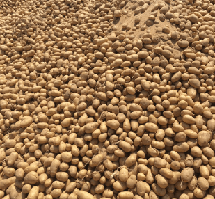 Potatoes