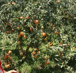 Local pomegranate