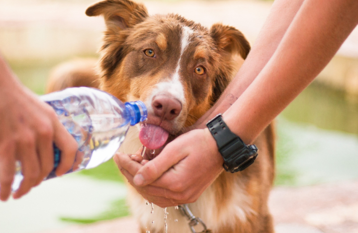 Bottled Water