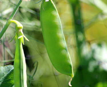 PURIS™ Pea Protein