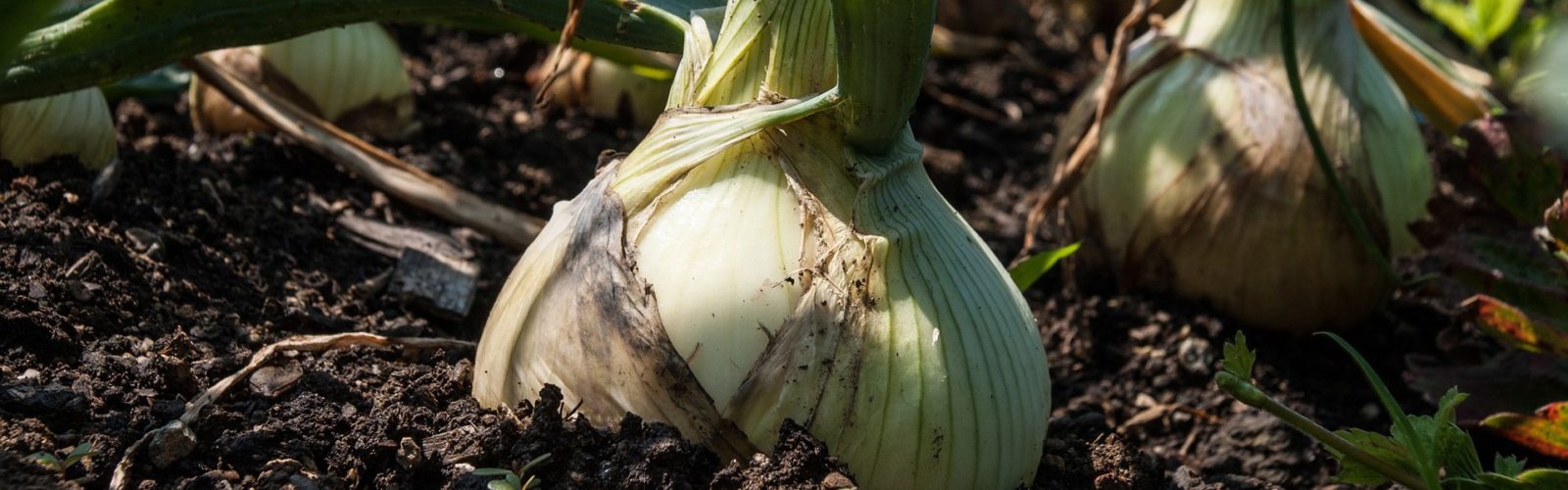 Onions
