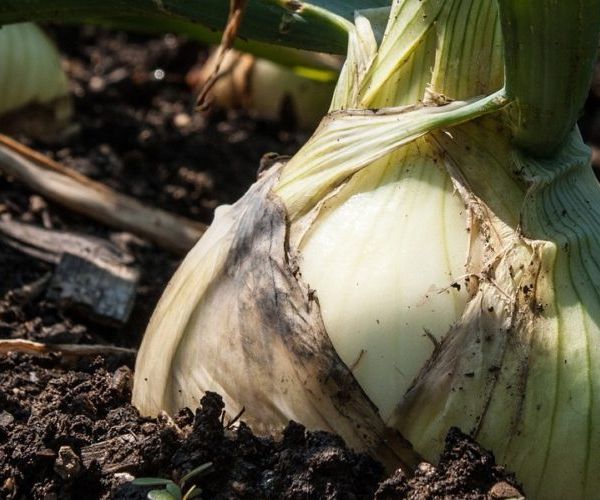 Onions