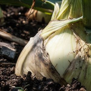 Onions