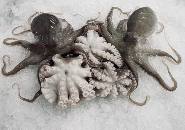 Octopus