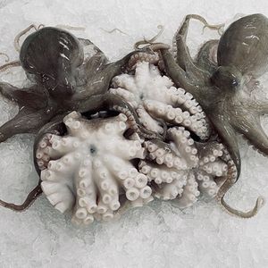 Octopus