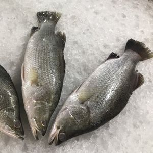 Barramundi