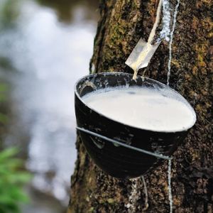 Natural Rubber